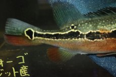 画像3: 【淡水魚】【通販】激レア No1 極赤 キクラ フォーゴ サンベネジット産 ワイルド【個体販売】(±20cm)(大型魚)(生体)(熱帯魚)NKＯ (3)