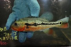 画像4: 【淡水魚】【通販】激レア No1 極赤 キクラ フォーゴ サンベネジット産 ワイルド【個体販売】(±20cm)(大型魚)(生体)(熱帯魚)NKＯ (4)