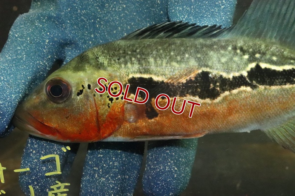 画像5: 【淡水魚】【通販】激レア No1 極赤 キクラ フォーゴ サンベネジット産 ワイルド【個体販売】(±20cm)(大型魚)(生体)(熱帯魚)NKＯ (5)