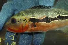 画像5: 【淡水魚】【通販】激レア No1 極赤 キクラ フォーゴ サンベネジット産 ワイルド【個体販売】(±20cm)(大型魚)(生体)(熱帯魚)NKＯ (5)