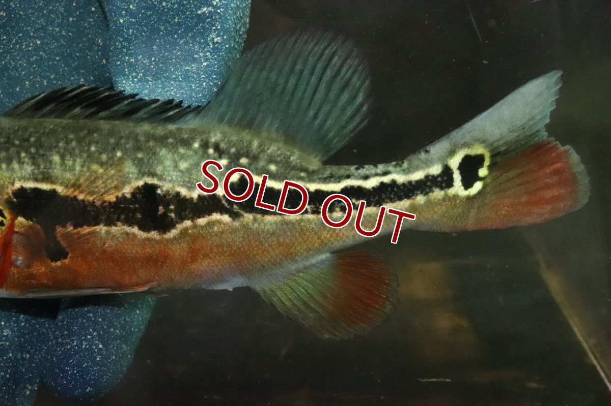 画像6: 【淡水魚】【通販】激レア No1 極赤 キクラ フォーゴ サンベネジット産 ワイルド【個体販売】(±20cm)(大型魚)(生体)(熱帯魚)NKＯ (6)