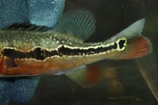 画像6: 【淡水魚】【通販】激レア No1 極赤 キクラ フォーゴ サンベネジット産 ワイルド【個体販売】(±20cm)(大型魚)(生体)(熱帯魚)NKＯ (6)