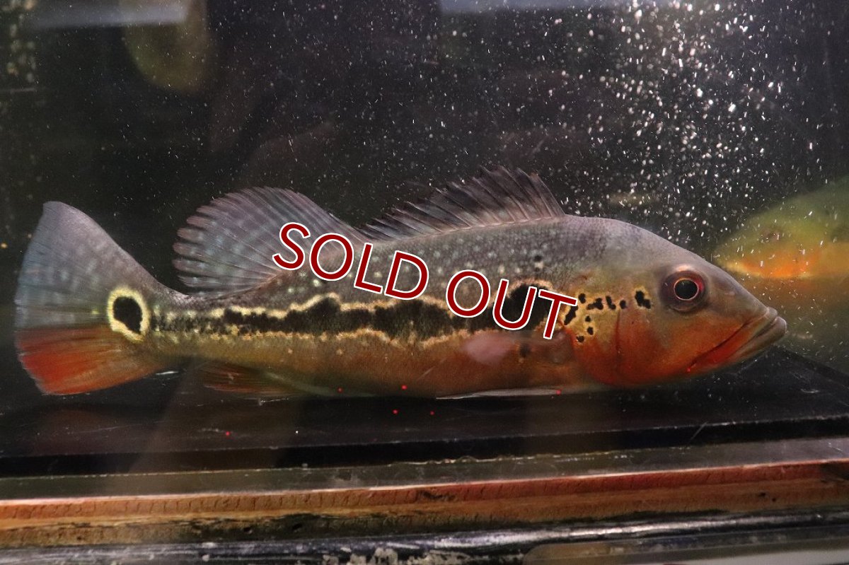 画像1: 【ボーナスセール 30%OFFクーポン対応】【淡水魚】【通販】激レア No2 極赤 キクラ フォーゴ サンベネジット産 ワイルド【個体販売】(±20cm)(大型魚)(生体)(熱帯魚)NKＯ (1)