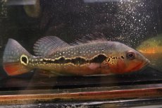 画像1: 【淡水魚】【通販】激レア No2 極赤 キクラ フォーゴ サンベネジット産 ワイルド【個体販売】(±20cm)(大型魚)(生体)(熱帯魚)NKＯ (1)