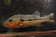 画像2: 【淡水魚】【通販】激レア No2 極赤 キクラ フォーゴ サンベネジット産 ワイルド【個体販売】(±20cm)(大型魚)(生体)(熱帯魚)NKＯ (2)