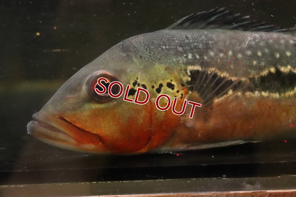 画像3: 【ボーナスセール 30%OFFクーポン対応】【淡水魚】【通販】激レア No2 極赤 キクラ フォーゴ サンベネジット産 ワイルド【個体販売】(±20cm)(大型魚)(生体)(熱帯魚)NKＯ (3)