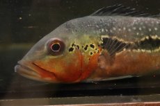 画像3: 【淡水魚】【通販】激レア No2 極赤 キクラ フォーゴ サンベネジット産 ワイルド【個体販売】(±20cm)(大型魚)(生体)(熱帯魚)NKＯ (3)
