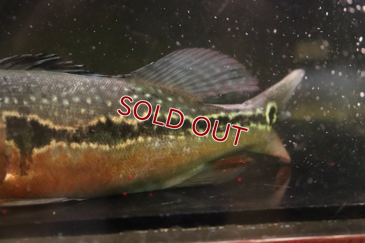 画像4: 【ボーナスセール 30%OFFクーポン対応】【淡水魚】【通販】激レア No2 極赤 キクラ フォーゴ サンベネジット産 ワイルド【個体販売】(±20cm)(大型魚)(生体)(熱帯魚)NKＯ (4)