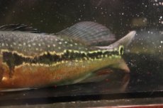 画像4: 【淡水魚】【通販】激レア No2 極赤 キクラ フォーゴ サンベネジット産 ワイルド【個体販売】(±20cm)(大型魚)(生体)(熱帯魚)NKＯ (4)