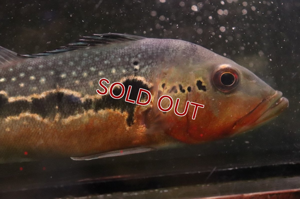画像5: 【ボーナスセール 30%OFFクーポン対応】【淡水魚】【通販】激レア No2 極赤 キクラ フォーゴ サンベネジット産 ワイルド【個体販売】(±20cm)(大型魚)(生体)(熱帯魚)NKＯ (5)