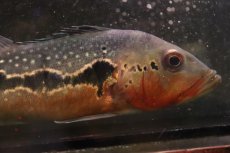 画像5: 【淡水魚】【通販】激レア No2 極赤 キクラ フォーゴ サンベネジット産 ワイルド【個体販売】(±20cm)(大型魚)(生体)(熱帯魚)NKＯ (5)