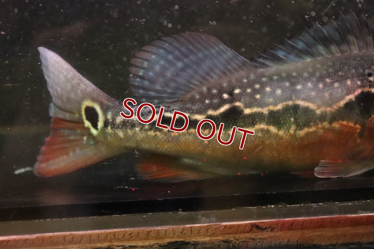 画像6: 【ボーナスセール 30%OFFクーポン対応】【淡水魚】【通販】激レア No2 極赤 キクラ フォーゴ サンベネジット産 ワイルド【個体販売】(±20cm)(大型魚)(生体)(熱帯魚)NKＯ (6)