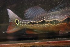 画像6: 【淡水魚】【通販】激レア No2 極赤 キクラ フォーゴ サンベネジット産 ワイルド【個体販売】(±20cm)(大型魚)(生体)(熱帯魚)NKＯ (6)