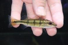 画像1: 【淡水魚】【通販】超激レア スリナム共和国 キクラ sp タパナホニーリバー ワイルド【個体販売】(±8cm)(大型魚)(生体)(熱帯魚)NKO (1)