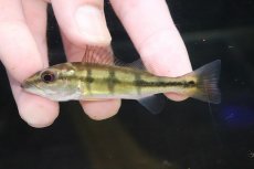 画像2: 【淡水魚】【通販】超激レア スリナム共和国 キクラ sp タパナホニーリバー ワイルド【個体販売】(±8cm)(大型魚)(生体)(熱帯魚)NKO (2)