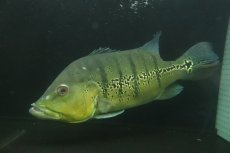 画像1: 【淡水魚】【通販】爆安 ビッグサイズ キクラ メラニアエ【個体販売】(±30-35cm)(大型魚)(生体)(熱帯魚)NKO (1)