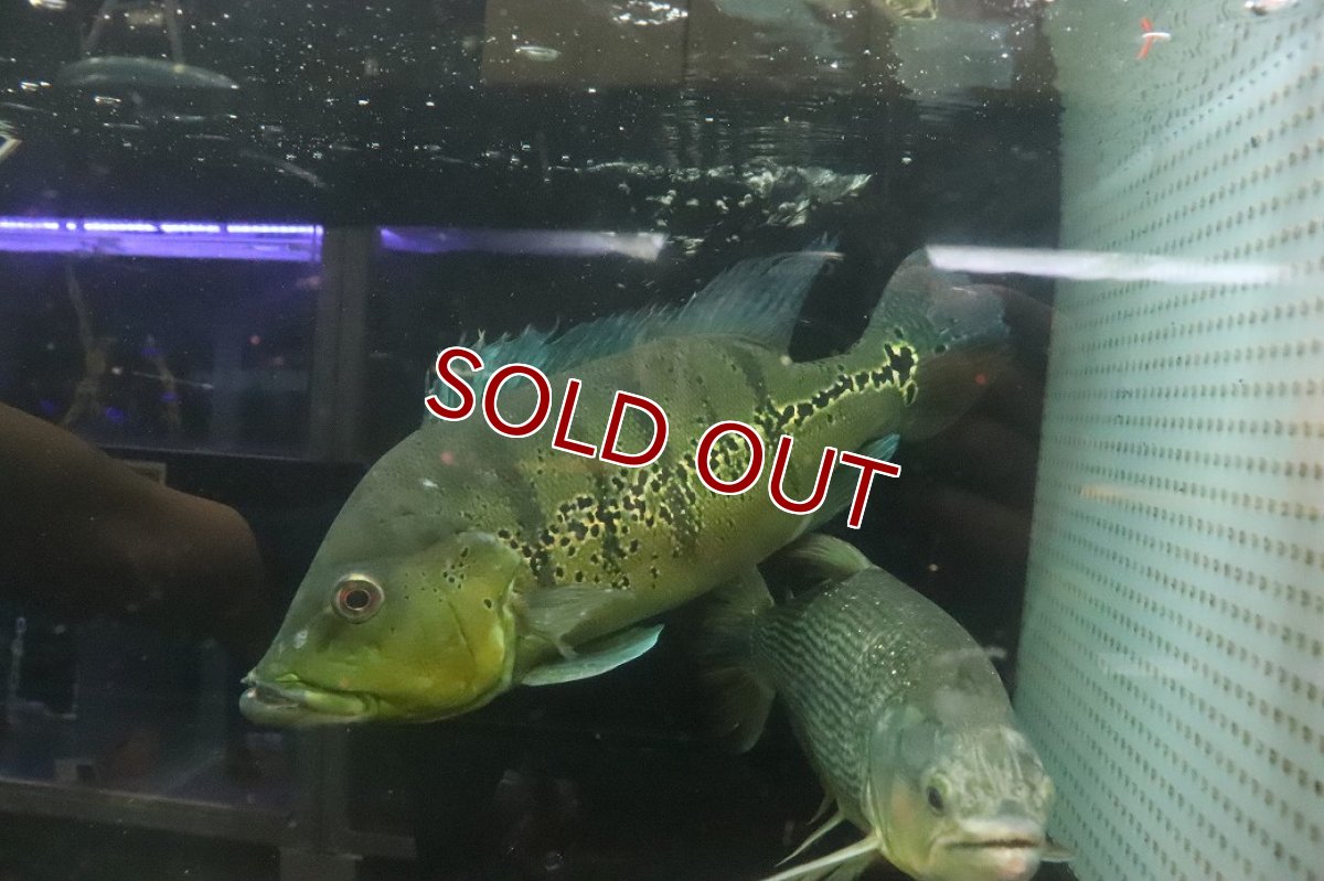 画像2: 【淡水魚】【通販】爆安 ビッグサイズ キクラ メラニアエ【個体販売】(±30-35cm)(大型魚)(生体)(熱帯魚)NKO (2)