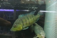 画像2: 【淡水魚】【通販】爆安 ビッグサイズ キクラ メラニアエ【個体販売】(±30-35cm)(大型魚)(生体)(熱帯魚)NKO (2)