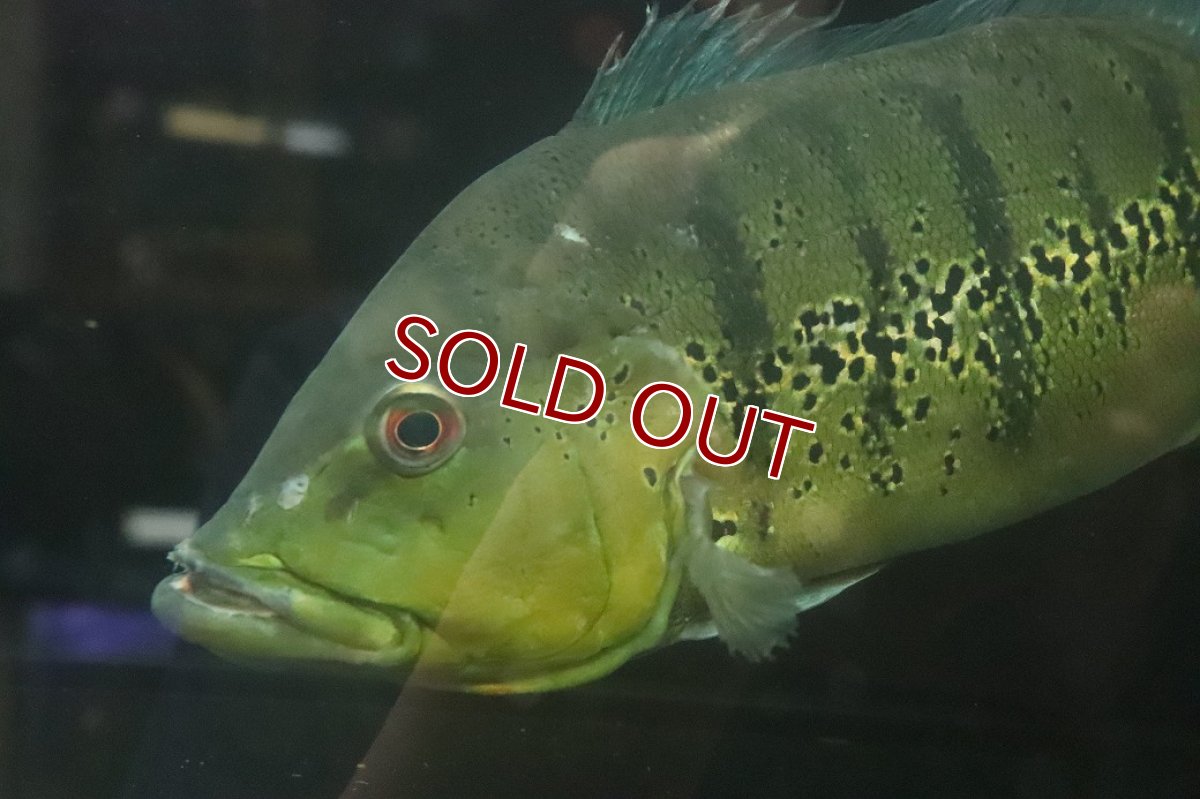 画像3: 【淡水魚】【通販】爆安 ビッグサイズ キクラ メラニアエ【個体販売】(±30-35cm)(大型魚)(生体)(熱帯魚)NKO (3)