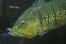 画像3: 【淡水魚】【通販】爆安 ビッグサイズ キクラ メラニアエ【個体販売】(±30-35cm)(大型魚)(生体)(熱帯魚)NKO (3)