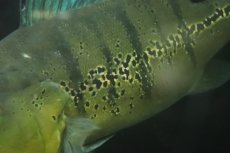 画像4: 【淡水魚】【通販】爆安 ビッグサイズ キクラ メラニアエ【個体販売】(±30-35cm)(大型魚)(生体)(熱帯魚)NKO (4)