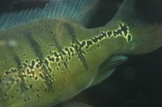 画像5: 【淡水魚】【通販】爆安 ビッグサイズ キクラ メラニアエ【個体販売】(±30-35cm)(大型魚)(生体)(熱帯魚)NKO (5)