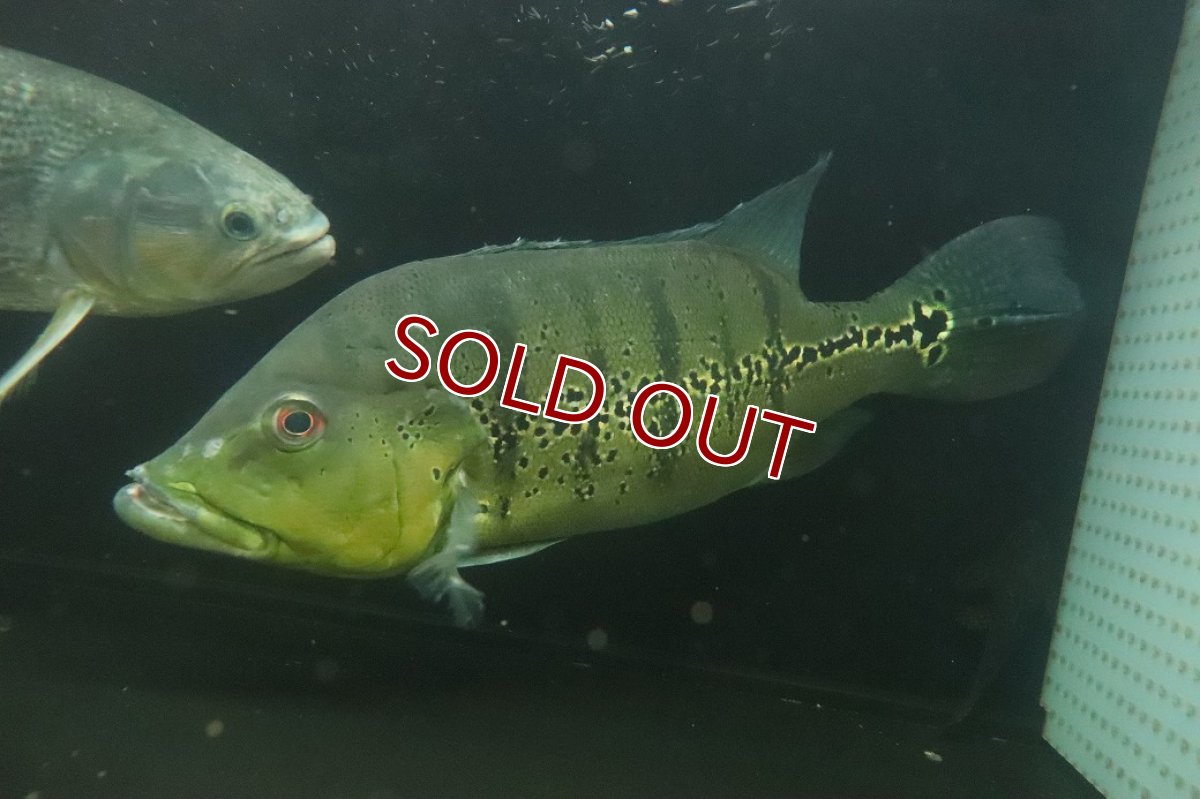 画像6: 【淡水魚】【通販】爆安 ビッグサイズ キクラ メラニアエ【個体販売】(±30-35cm)(大型魚)(生体)(熱帯魚)NKO (6)