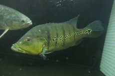 画像6: 【淡水魚】【通販】爆安 ビッグサイズ キクラ メラニアエ【個体販売】(±30-35cm)(大型魚)(生体)(熱帯魚)NKO (6)