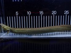 画像1: 【淡水魚】【通販】爆安 超激レア レッサーサイレン【個体販売】(±34cm)(生体)(熱帯魚)NK (1)