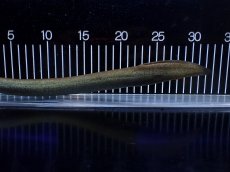 画像2: 【淡水魚】【通販】爆安 超激レア レッサーサイレン【個体販売】(±34cm)(生体)(熱帯魚)NK (2)