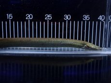 画像3: 【淡水魚】【通販】爆安 超激レア レッサーサイレン【個体販売】(±34cm)(生体)(熱帯魚)NK (3)