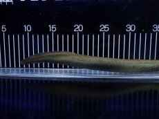 画像4: 【淡水魚】【通販】爆安 超激レア レッサーサイレン【個体販売】(±34cm)(生体)(熱帯魚)NK (4)