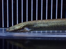 画像5: 【淡水魚】【通販】爆安 超激レア レッサーサイレン【個体販売】(±34cm)(生体)(熱帯魚)NK (5)