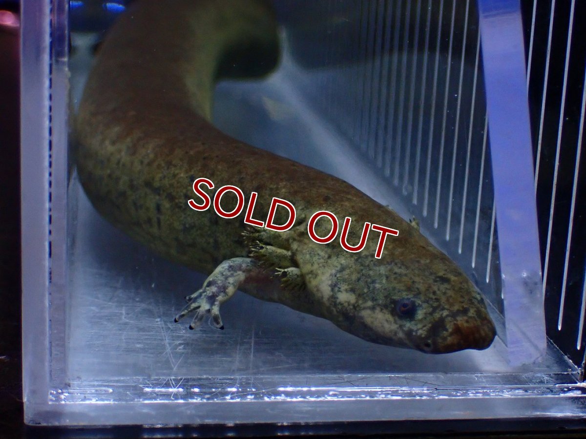 画像6: 【淡水魚】【通販】爆安 超激レア レッサーサイレン【個体販売】(±34cm)(生体)(熱帯魚)NK (6)