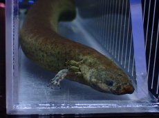 画像6: 【淡水魚】【通販】爆安 超激レア レッサーサイレン【個体販売】(±34cm)(生体)(熱帯魚)NK (6)
