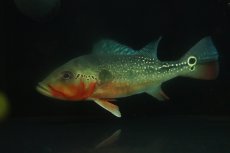 画像1: 【淡水魚】【通販】激レア 極赤 キクラ フォーゴ サンベネジット産 ワイルド【個体販売】(±19cm)(大型魚)(生体)(熱帯魚)NKO (1)
