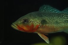 画像2: 【淡水魚】【通販】激レア 極赤 キクラ フォーゴ サンベネジット産 ワイルド【個体販売】(±19cm)(大型魚)(生体)(熱帯魚)NKO (2)