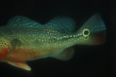 画像3: 【淡水魚】【通販】激レア 極赤 キクラ フォーゴ サンベネジット産 ワイルド【個体販売】(±19cm)(大型魚)(生体)(熱帯魚)NKO (3)