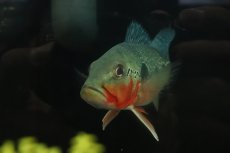 画像4: 【淡水魚】【通販】激レア 極赤 キクラ フォーゴ サンベネジット産 ワイルド【個体販売】(±19cm)(大型魚)(生体)(熱帯魚)NKO (4)