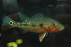 画像5: 【淡水魚】【通販】激レア 極赤 キクラ フォーゴ サンベネジット産 ワイルド【個体販売】(±19cm)(大型魚)(生体)(熱帯魚)NKO (5)