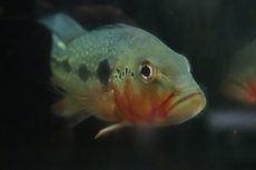 画像6: 【淡水魚】【通販】激レア 極赤 キクラ フォーゴ サンベネジット産 ワイルド【個体販売】(±19cm)(大型魚)(生体)(熱帯魚)NKO (6)