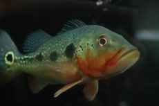 画像7: 【淡水魚】【通販】激レア 極赤 キクラ フォーゴ サンベネジット産 ワイルド【個体販売】(±19cm)(大型魚)(生体)(熱帯魚)NKO (7)