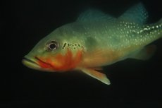 画像8: 【淡水魚】【通販】激レア 極赤 キクラ フォーゴ サンベネジット産 ワイルド【個体販売】(±19cm)(大型魚)(生体)(熱帯魚)NKO (8)