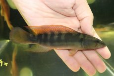 画像1: 【淡水魚】【通販】激レア クレニキクラ チチャ マットグロッソ産 ワイルド【個体販売】(±15cm)(大型魚)(生体)(熱帯魚)NKO (1)