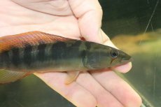 画像2: 【淡水魚】【通販】激レア クレニキクラ チチャ マットグロッソ産 ワイルド【個体販売】(±15cm)(大型魚)(生体)(熱帯魚)NKO (2)