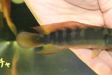 画像3: 【淡水魚】【通販】激レア クレニキクラ チチャ マットグロッソ産 ワイルド【個体販売】(±15cm)(大型魚)(生体)(熱帯魚)NKO (3)