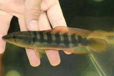 画像4: 【淡水魚】【通販】激レア クレニキクラ チチャ マットグロッソ産 ワイルド【個体販売】(±15cm)(大型魚)(生体)(熱帯魚)NKO (4)