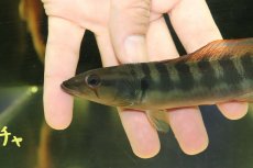 画像5: 【淡水魚】【通販】激レア クレニキクラ チチャ マットグロッソ産 ワイルド【個体販売】(±15cm)(大型魚)(生体)(熱帯魚)NKO (5)