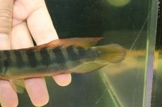 画像6: 【淡水魚】【通販】激レア クレニキクラ チチャ マットグロッソ産 ワイルド【個体販売】(±15cm)(大型魚)(生体)(熱帯魚)NKO (6)