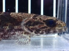 画像2: 【通販 淡水魚】激レア スリナム共和国 リアルタライロン アイマラ マロニリバー産 ワイルド【個体販売】(±10cm)(生体)(熱帯魚)NKO (2)